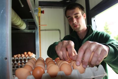 Auf dem Bild sieht man einen jungen Mann, der Eier in Paletten sortiert. (Foto: Ministerium der Finanzen LSA)