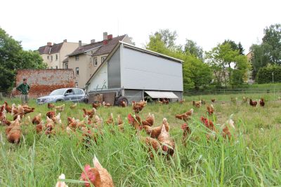 Auf dem Bild zu sehen sind freilaufende Hühner auf einer Wiese, im Hintergrund steht das Hühnermobil. (Foto: Ministerium der Finanzen LSA)