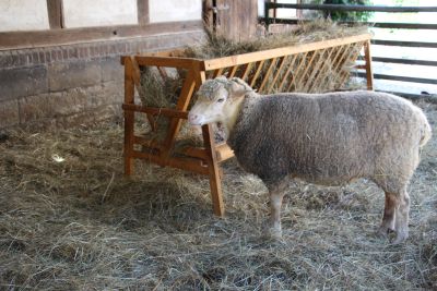 Das Bild zeigt ein Schaf vor einer mit Heu gefüllten Futterkrippe. (Foto: Ministerium der Finanzen LSA) Das Bild zeigt ein Schaf vor einer mit Heu gefüllten Futterkrippe. (Foto: Ministerium der Finanzen LSA)