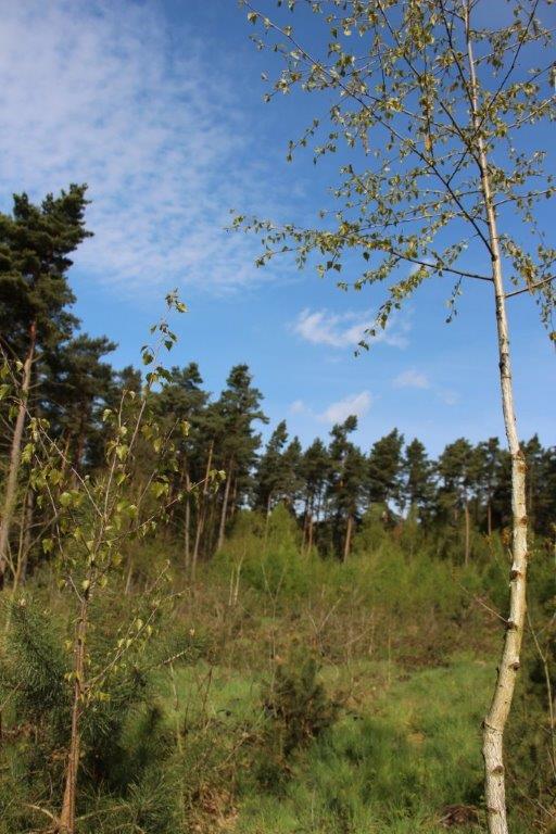 Das Bild zeigt Birken auf den sandigen Böden der Altmark. Das Bild zeigt Birken auf den sandigen Böden der Altmark.