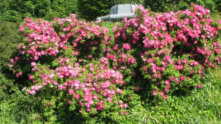 Das Foto zeigt einen Rosenbusch im Europa-Rosarium Sangerhausen. Bild: Staatskanzlei / Ines Berger
