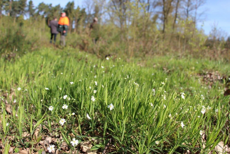 Das Bild zeigt Mischkulturen im gesunden Wald. Das Bild zeigt Mischkulturen im gesunden Wald.