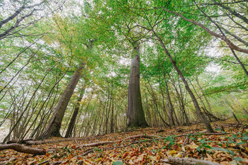 Laubmischwald Naturschutzgebiet Waldhaus