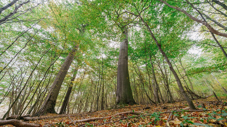 Laubmischwald Naturschutzgebiet Waldhaus